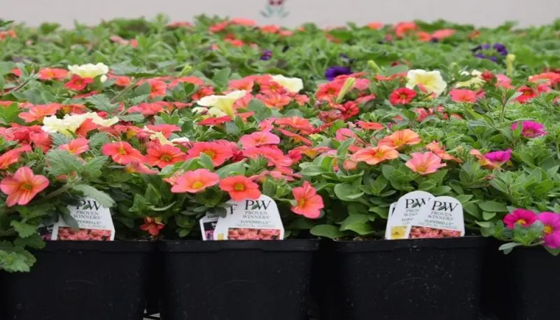 Colorscapes Greenhouse & Nursery Colorscapes Greenhouse & Nursery