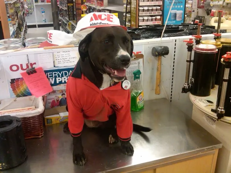 Ace Hardware Ace Hardware
