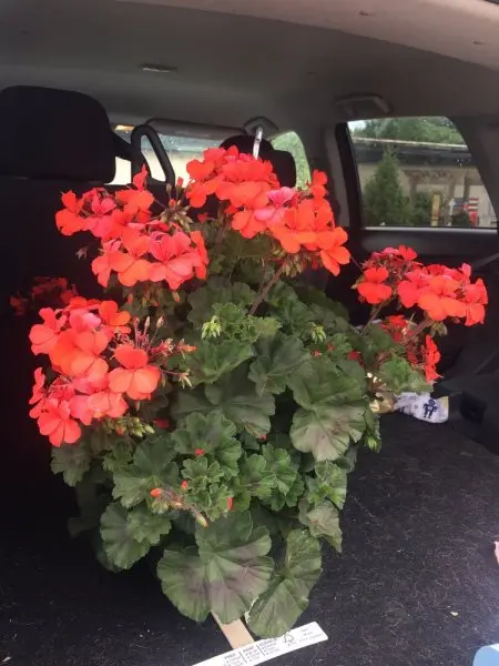 Cahoon Nursery Cahoon Nursery