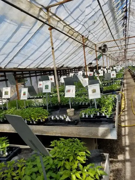 Funke's Greenhses Funke's Greenhses