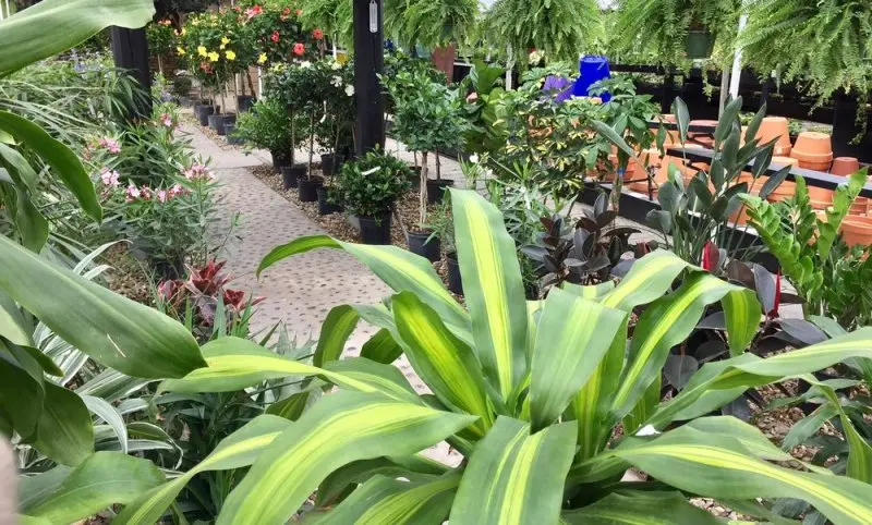 Gali's Flower & Garden Center Gali's Flower & Garden Center