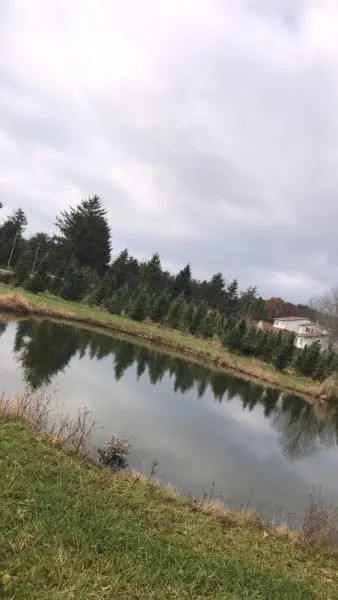 Medina Christmas Tree Farm Medina Christmas Tree Farm