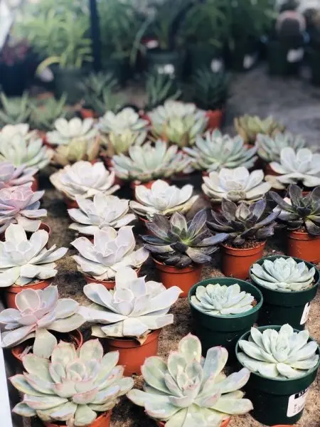Petitti Garden Centers Petitti Garden Centers
