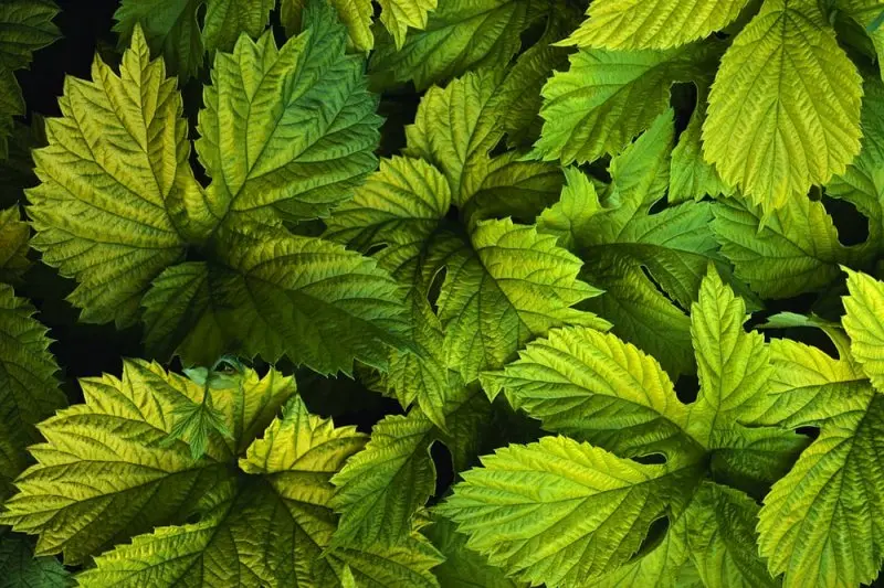 Plant Crafters Garden Center Plant Crafters Garden Center