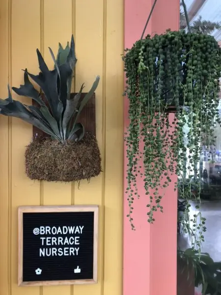 Broadway T. Plants & Designs Broadway T. Plants & Designs