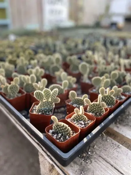 Cactus-Mart Cactus-Mart