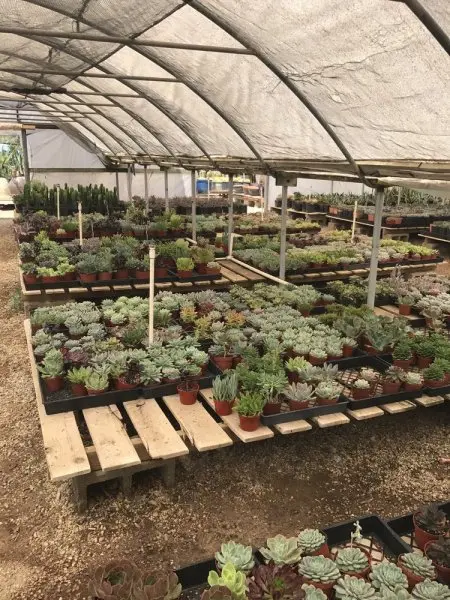Cactus Mart Cactus Mart