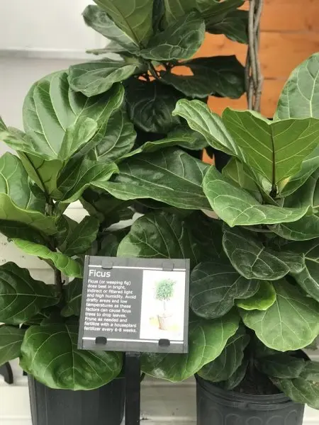 White Oak Garden Center White Oak Garden Center