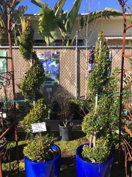 Cherry Lane Nursery Cherry Lane Nursery