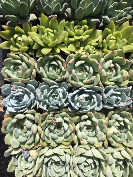 Knapp Nursery Knapp Nursery