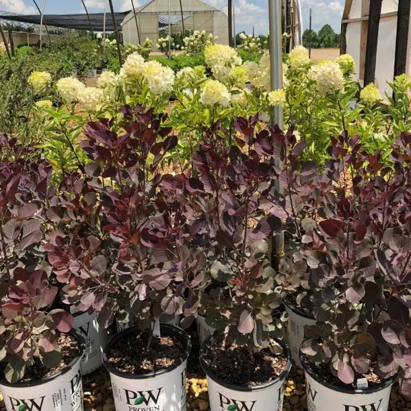Dabney Nursery Dabney Nursery