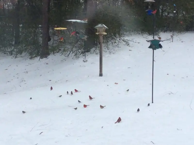 Wild Birds Unlimited Wild Birds Unlimited