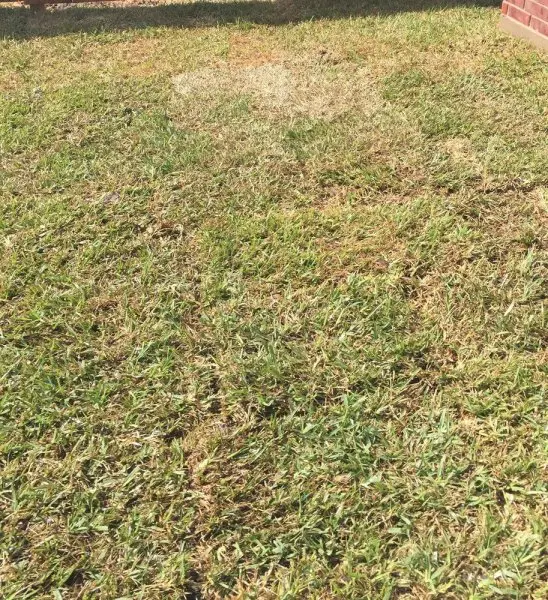 Brokers Grass Brokers Grass