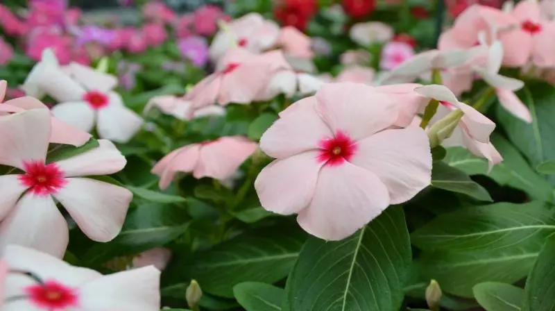 Calloway's Nursery-McKinney Calloway's Nursery-McKinney