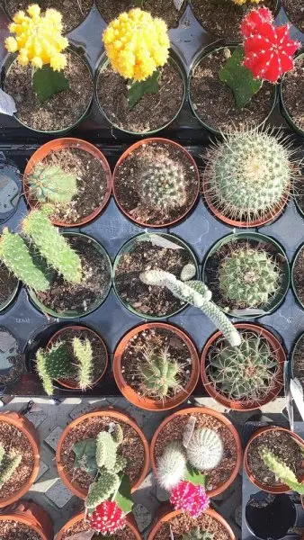 Calloway's Nursery Calloway's Nursery