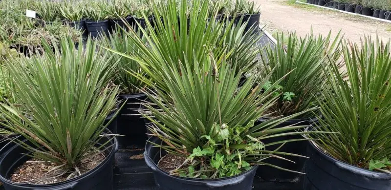 Far South Wholesale Nursery Far South Wholesale Nursery