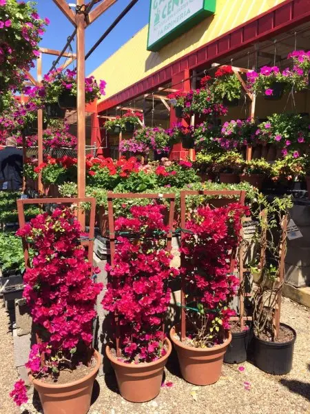 Gibson Garden Center Gibson Garden Center