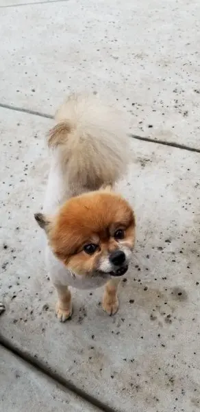 Diggidy Dog Pet Salon Diggidy Dog Pet Salon