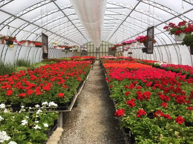 Plant Land Plant Land