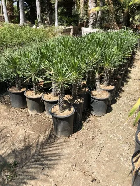 Palm Plantation Palm Plantation
