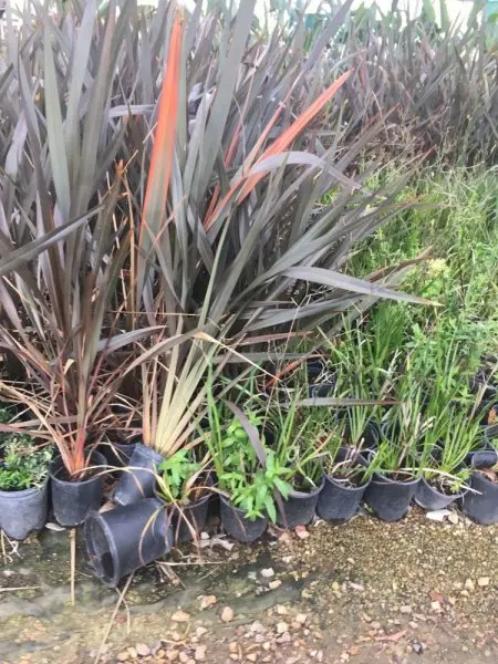 Plant Warehouse Plant Warehouse