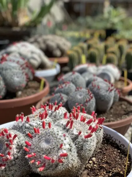 Poot's Cactus Nursery Poot's Cactus Nursery