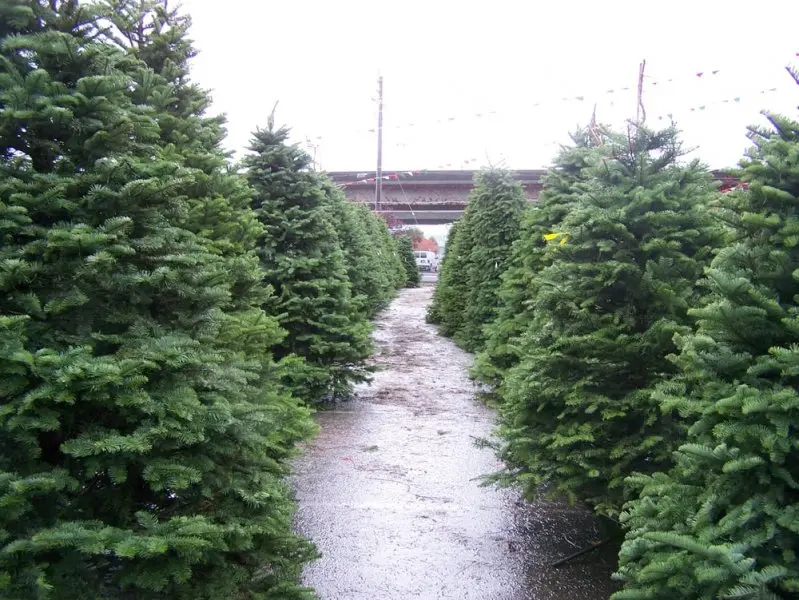 Tree Lot Tree Lot