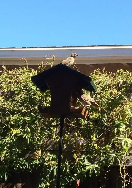 Wild Birds Unlimited Wild Birds Unlimited