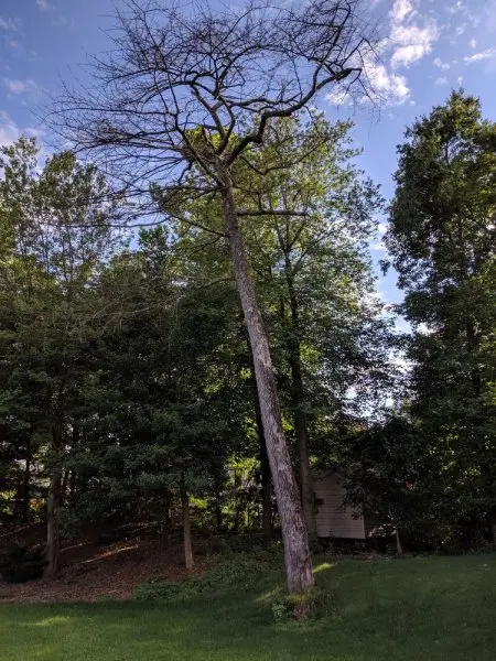 Benfield Tree Service Benfield Tree Service