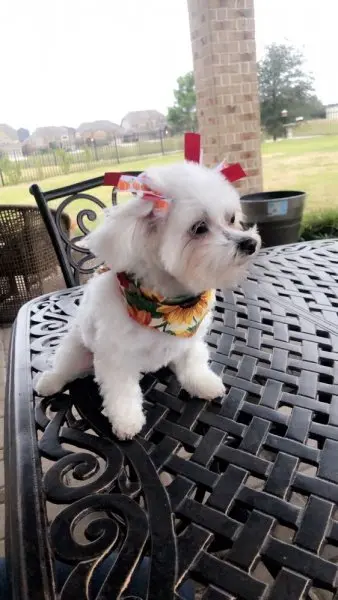 Noah's Bark Pet Grooming Noah's Bark Pet Grooming