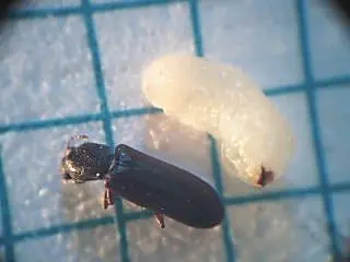 Borite Termite & Pest Treatments Corp. Borite Termite & Pest Treatments Corp.