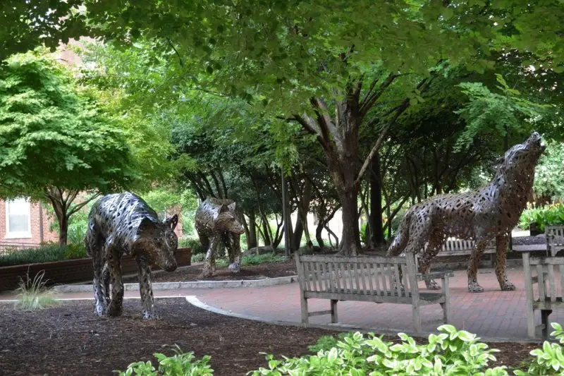 NC State University NC State University