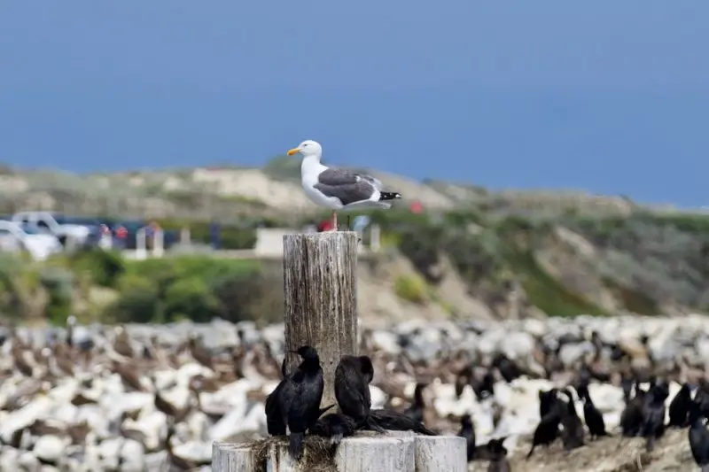 Moss Landing Harbor District Moss Landing Harbor District