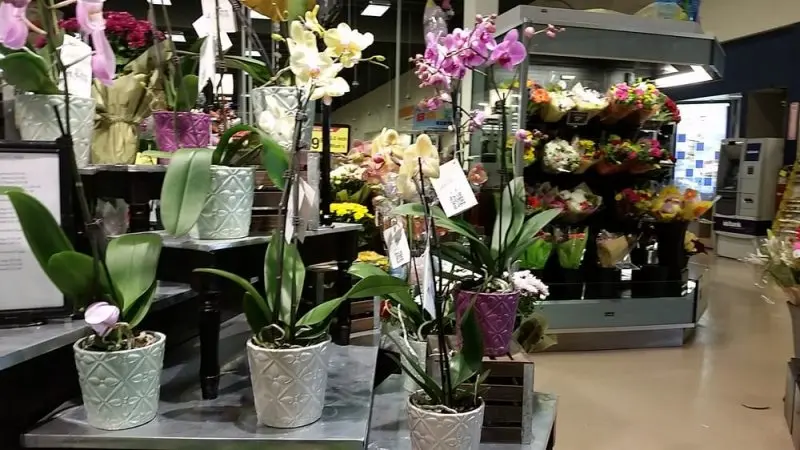 Albertsons Albertsons