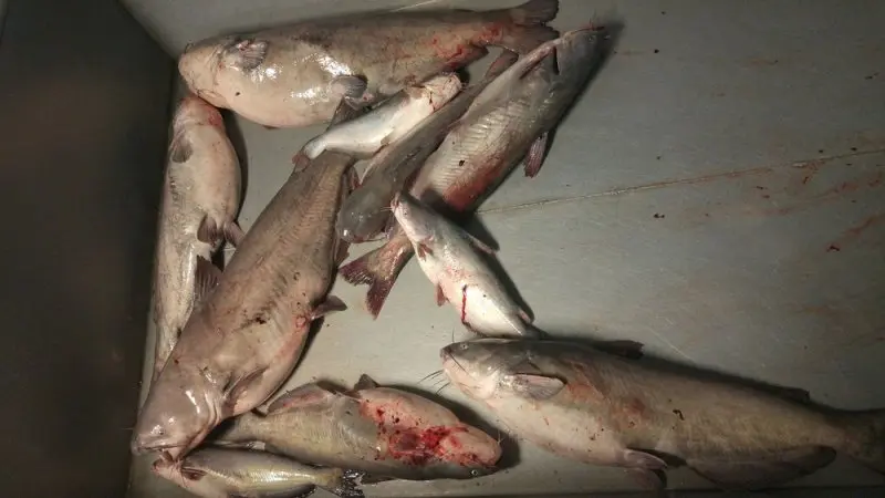 Billy's Fish Market