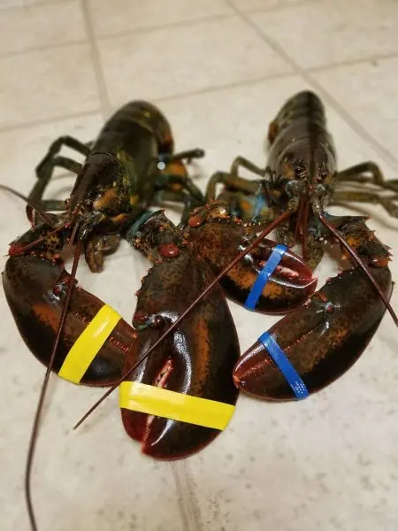 Wing WA Seafood Supermarket Wing WA Seafood Supermarket