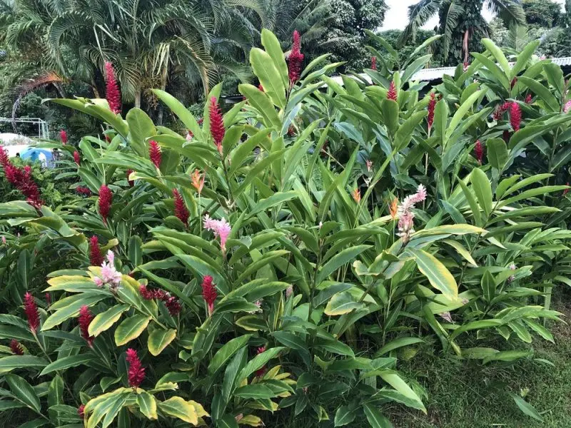Hana Maui Vacation Rentals Hana Maui Vacation Rentals