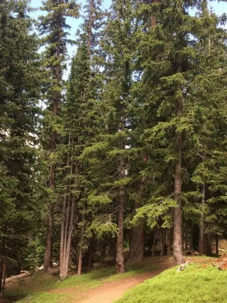 Columbine Cabins Columbine Cabins