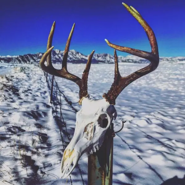Artworks Taxidermy Inc