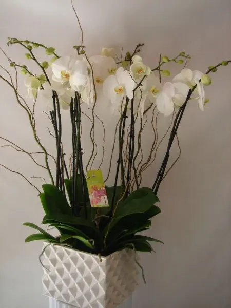 Fillmore Florist San Francisco Fillmore Florist San Francisco