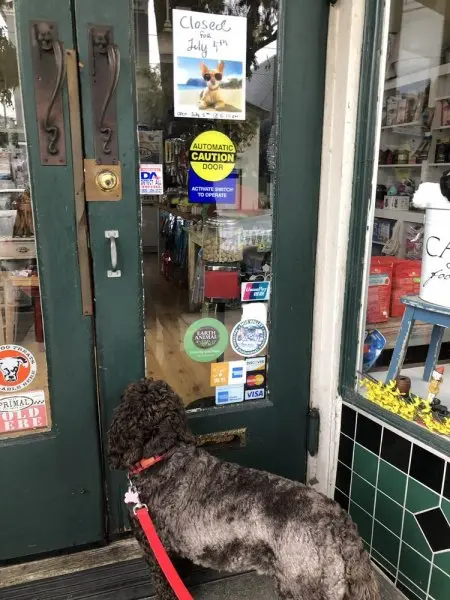 Noe Valley Pet Company Noe Valley Pet Company