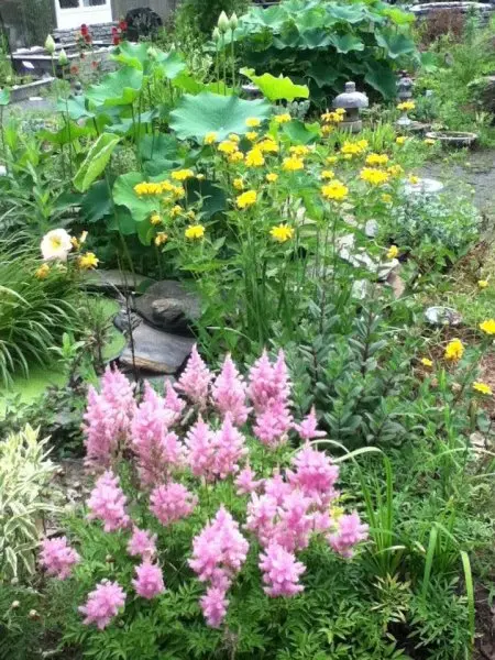 Chapley Gardens Chapley Gardens