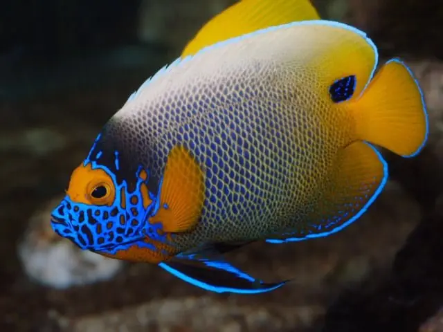 Aqua Dreams Aqua Dreams