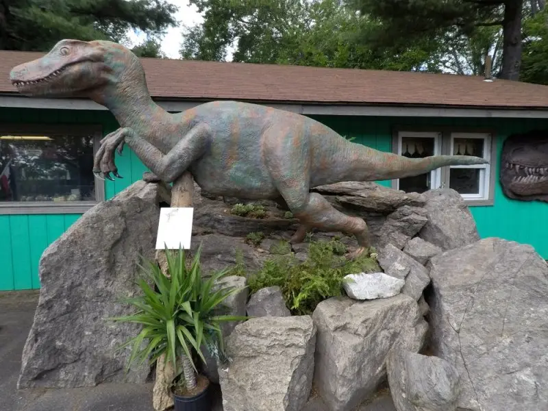 The Rock, Fossil, & Dinosaur Shop The Rock, Fossil, & Dinosaur Shop