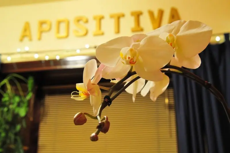 Apositiva Apositiva