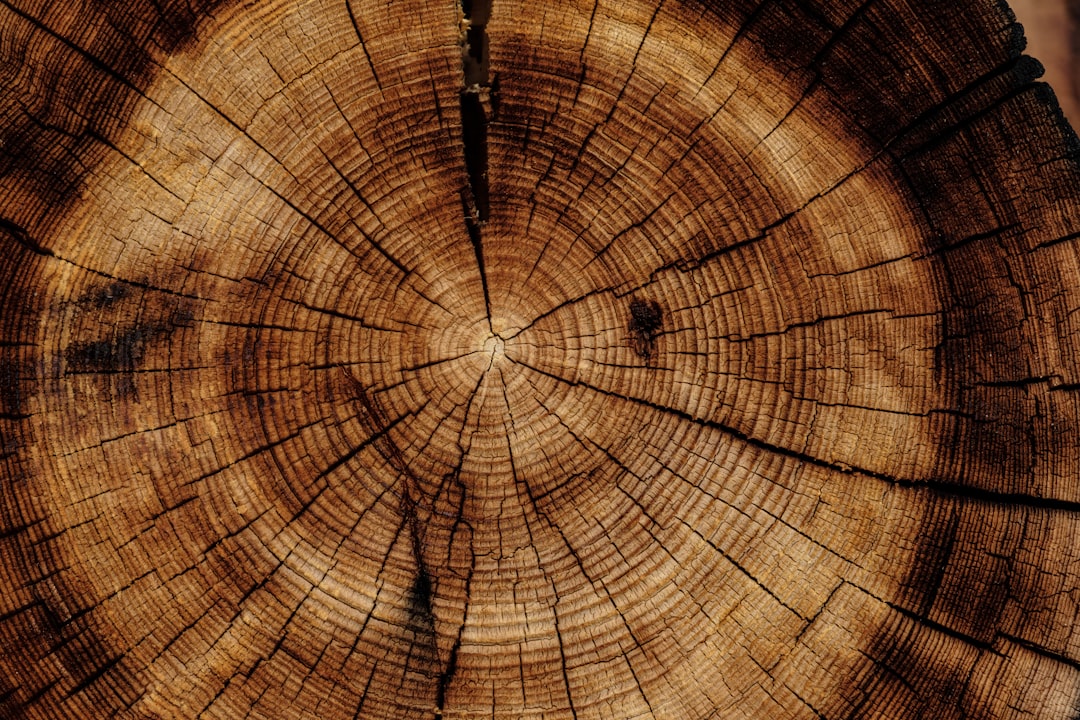 Tree Debris Removal Durham  
