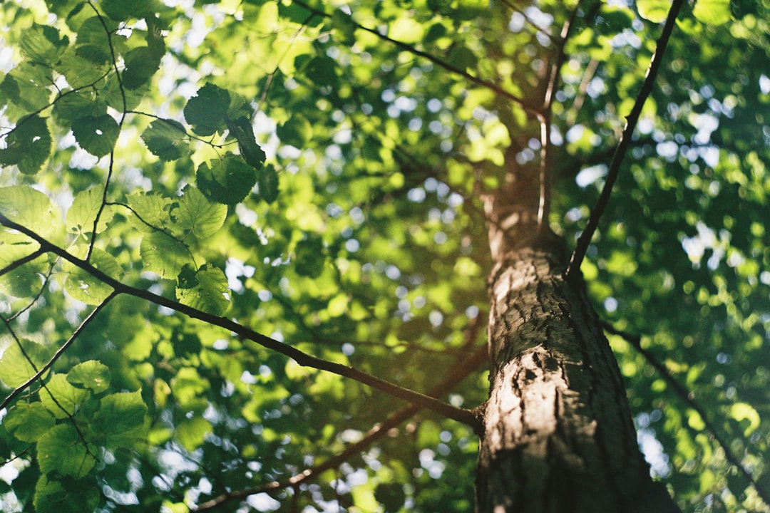 Durham Urban Forestry  