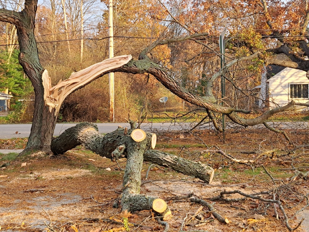 tree preservation planning  