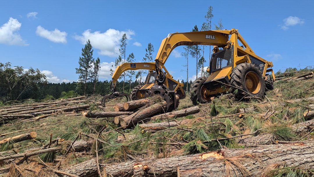 pine tree removal  