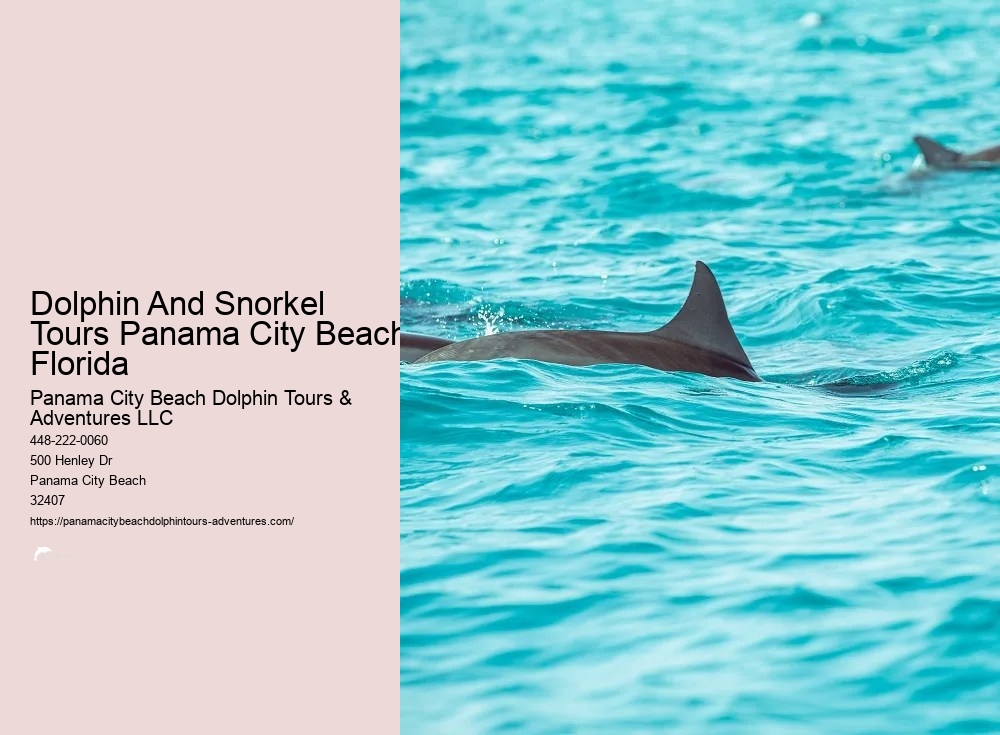 Dolphin And Snorkel Tours Panama City Beach Florida